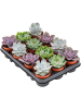 Эхеверия Mix 12/tray  H15×W12 D9×8 см 
