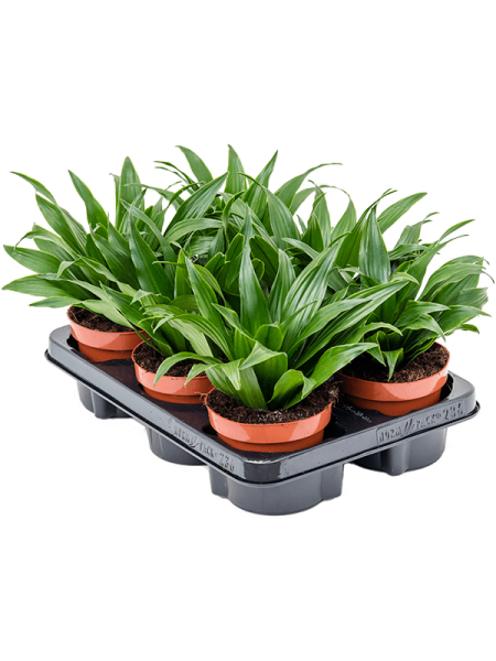 Драцена Fragrans 'Compacta' 6/tray  H25×W15 D12×10 см 