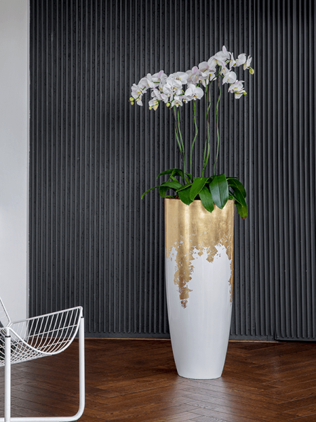 Фаленопсис 'Tsarine' 4/tray  H100×W25 D15×13 см 