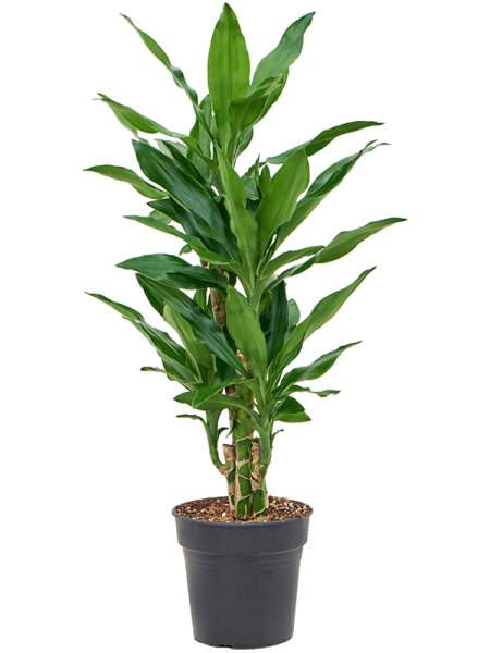 Драцена Fragrans 'Burundii'  H90×W40 D19×18 см 