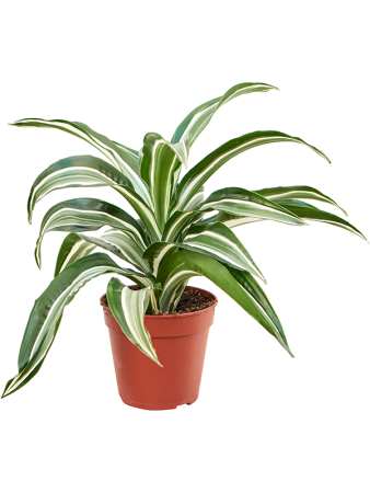 Драцена Fragrans 'Jade Jewel' 8/tray  H25×W25 D12×10 см 