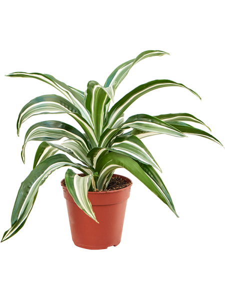 Драцена Fragrans 'Jade Jewel' 8/tray  H25×W25 D12×10 см 