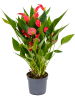 Антуриум Андрея 'Million Flower' 6/tray  H35×W30 D12×10 см 