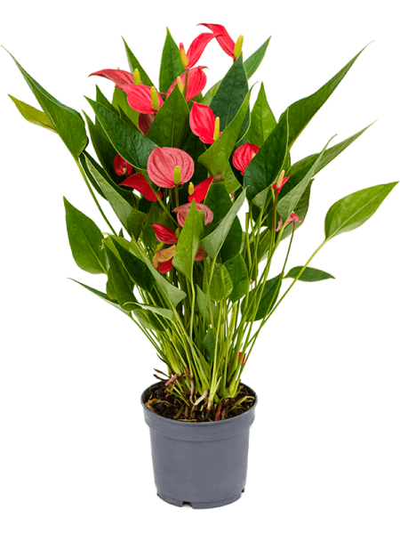 Антуриум Андрея 'Million Flower' 6/tray  H35×W30 D12×10 см 