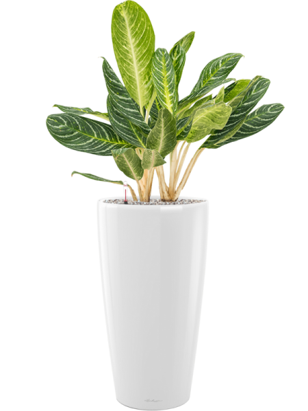Аглаонема 'Key Lime'  H85×W65 D27×25 см 