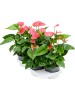 Антуриум Андрея 'Maine' 4/tray  H65×W35 D17×14 см 