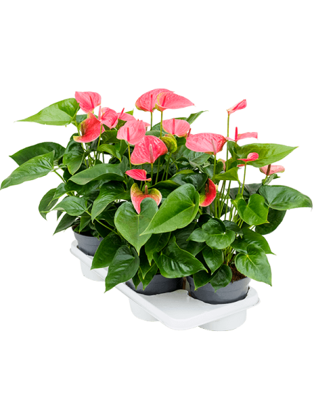 Антуриум Андрея 'Maine' 4/tray  H65×W35 D17×14 см 