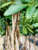 Шеффлера Arboricola 'Compacta'  H180×W60 D38×32 см 