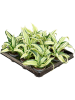 Драцена Fragrans 'Malaika' 12/tray  H12×W12 D6×5 см 