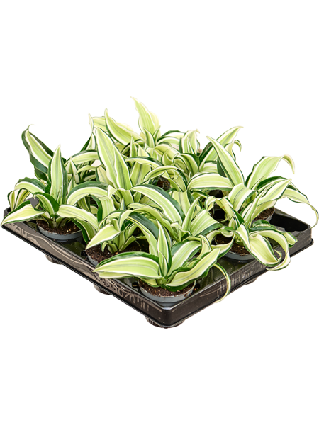 Драцена Fragrans 'Malaika' 12/tray  H12×W12 D6×5 см 
