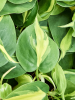Филодендрон Scandens 'Brasil' 12/tray  H20×W15 D9×7 см 