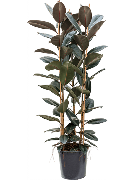 Фикус Elastica 'Abidjan'  H170×W70 D34×30 см 