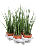 Сансевиерия Cylindrica 'Fernwood Mikado' 4/tray  H50×W20 D14×11 см 