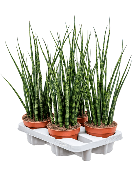 Сансевиерия Cylindrica 'Fernwood Mikado' 4/tray  H50×W20 D14×11 см 