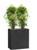 Драцена Surculosa 120-150  H120×W55 D27×25 см 