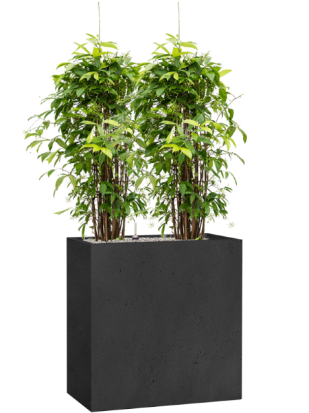 Драцена Surculosa 120-150  H120×W55 D27×25 см 