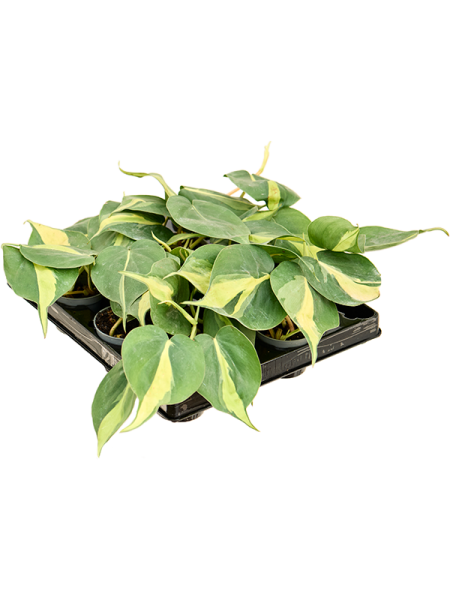 Филодендрон Scandens 'Brasil' 12/tray  H12×W10 D6×5 см 