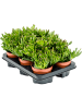 Крассула Яйцевидный 'Horn Tree' 6/tray  H20×W15 D12×9 см 