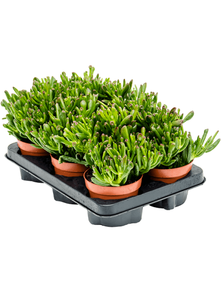 Крассула Яйцевидный 'Horn Tree' 6/tray  H20×W15 D12×9 см 