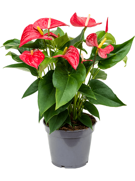 Антуриум Андрея 'Sierra'4/tray  H55×W35 D17×14 см 
