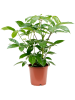 Шеффлера Actinophylla 'Amate'  H90×W50 D24×23 см 