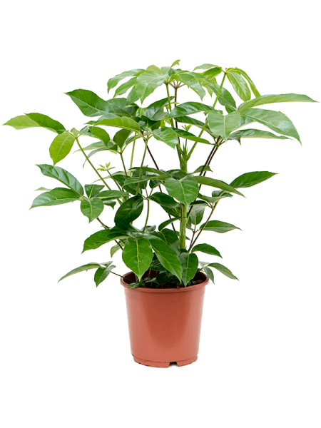 Шеффлера Actinophylla 'Amate'  H90×W50 D24×23 см 