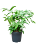 Драцена Surculosa  H70×W40 D21×20 см 