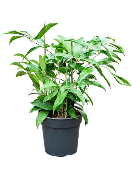 Драцена Surculosa  H70×W40 D21×20 см 