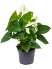 Антуриум Андрея 'Sierra White' 6/tray  H40×W30 D12×10 см 