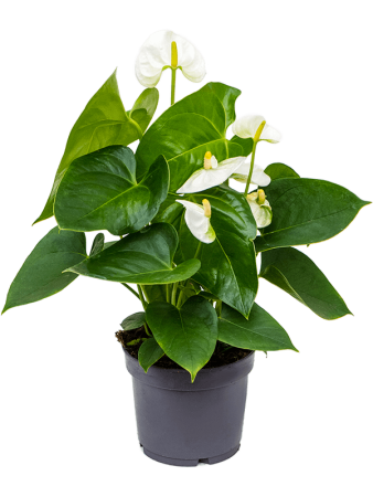 Антуриум Андрея 'Sierra White' 6/tray  H40×W30 D12×10 см 