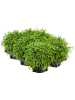 Рипсалис Baccifera 'Oasis' 6/tray  H20×W20 D12×11 см 
