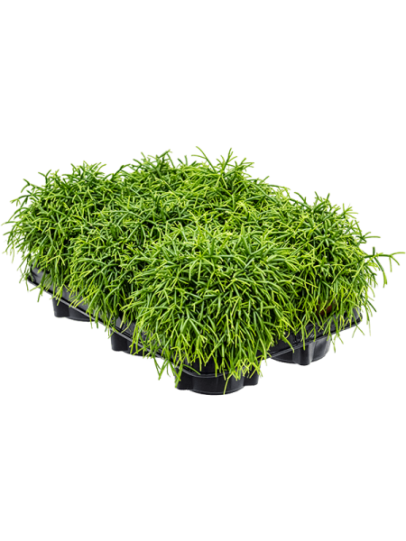 Рипсалис Baccifera 'Oasis' 6/tray  H20×W20 D12×11 см 