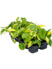 Филодендрон Scandens 'Brasil' 10/tray  H20×W25 D12×9 см 
