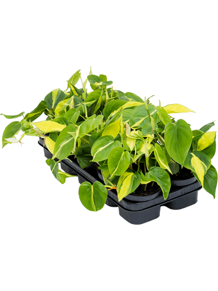Филодендрон Scandens 'Brasil' 10/tray  H20×W25 D12×9 см 