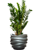 Замиокулькас Замиевиднолистный  H90×W50 D24×23 см 
