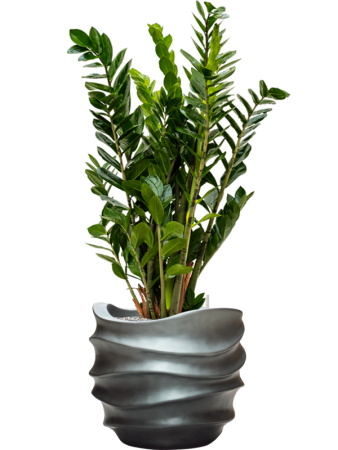 Замиокулькас Замиевиднолистный  H90×W50 D24×23 см 