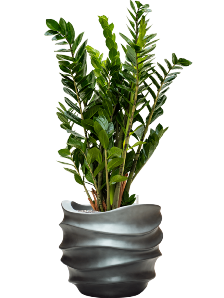 Замиокулькас Замиевиднолистный  H90×W50 D24×23 см 