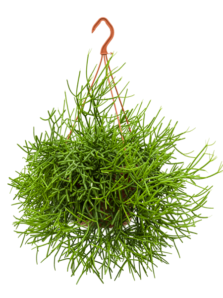 Рипсалис Heteroclada  H55×W50 D21×15 см 