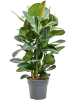 Фикус Elastica 'Robusta'  H120×W70 D30×27 см 