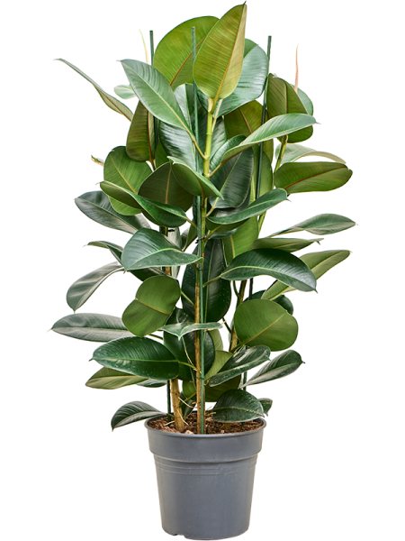 Фикус Elastica 'Robusta'  H120×W70 D30×27 см 