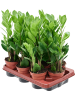 Замиокулькас Замиевиднолистный 9/tray  H30×W15 D11×9 см 