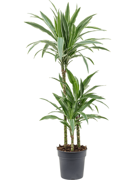 Драцена Деременсис 'Warneckei'  H100×W35 D21×20 см 