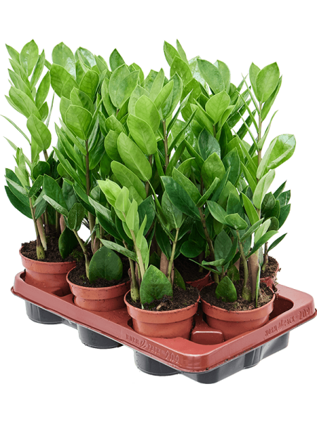 Замиокулькас Замиевиднолистный 9/tray  H30×W15 D11×9 см 