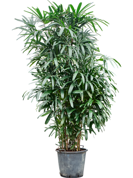Рапис Excelsa  H290×W80 D50×41 см 