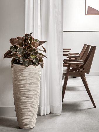 Фикус Elastica 'Belize'  H60×W40 D21×20 см 