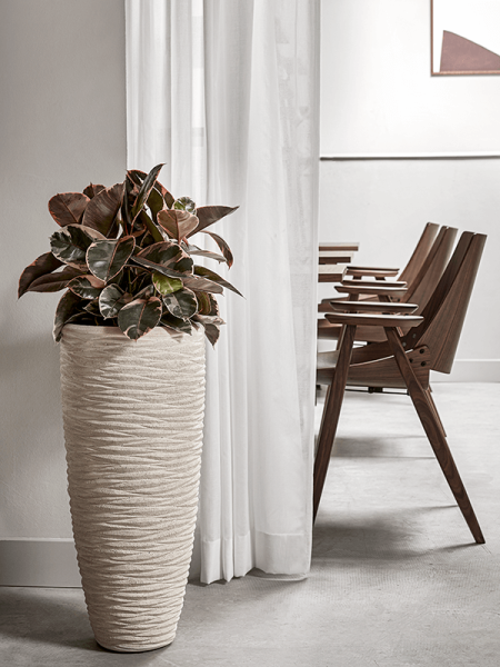 Фикус Elastica 'Belize'  H60×W40 D21×20 см 