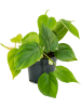 Филодендрон Scandens 10/tray  H20×W20 D12×10 см 