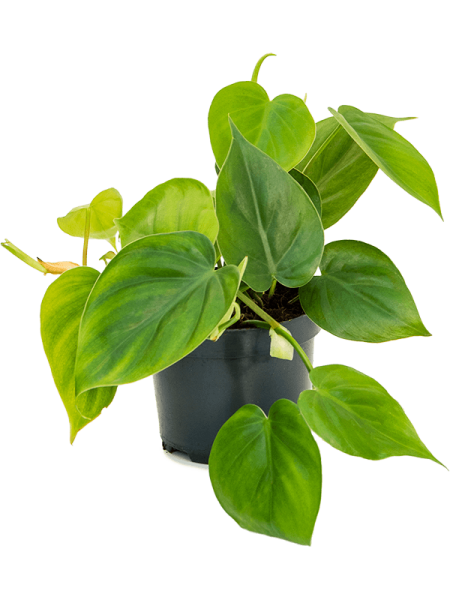 Филодендрон Scandens 10/tray  H20×W20 D12×10 см 