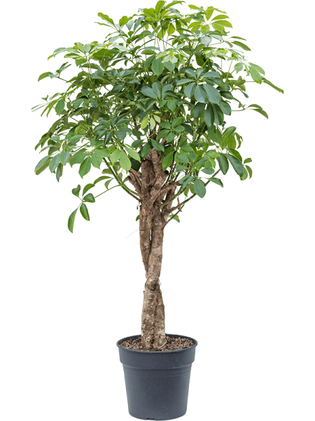 Шеффлера Arboricola 'Compacta'  H140×W70 D30×27 см 