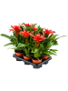 Гузмания 'Calypso' 6/tray  H45×W25 D12×11 см 